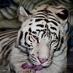 Image showing White Tiger