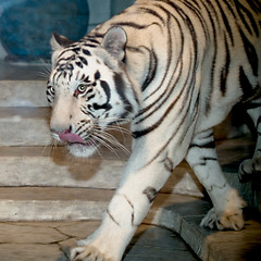 Image showing White Tiger