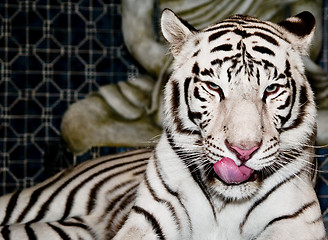 Image showing White Tiger