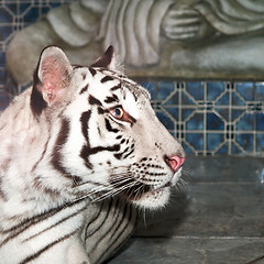 Image showing White Tiger