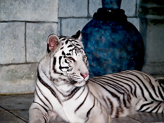 Image showing White Tiger