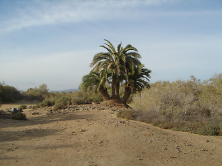 Image showing palm