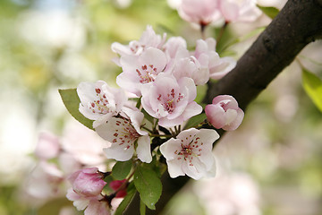 Image showing Gentle apple blossoms close-up