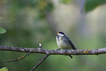 Image showing great tit