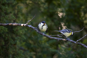 Image showing great tits