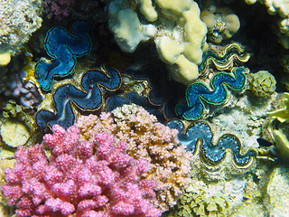Image showing Rugose giant clams
