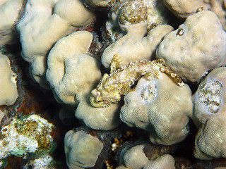 Image showing Tassled scorpionfish and coral reef