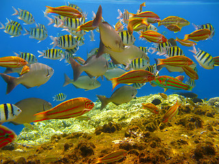 Image showing Tropical fishes and coral reef