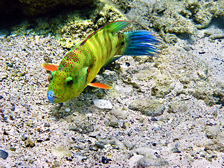 Image showing Broomtail wrasse female
