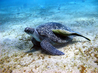 Image showing Sea turtle and suckerfish