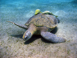 Image showing Sea turtle and suckerfishes in Red sea