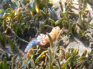 Image showing Ceylon gymnodorid in Red sea