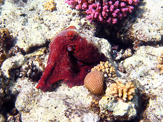 Image showing Octopus and coral reef in Red sea