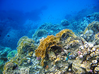 Image showing Coral reef in Red sea, Abu Dabab