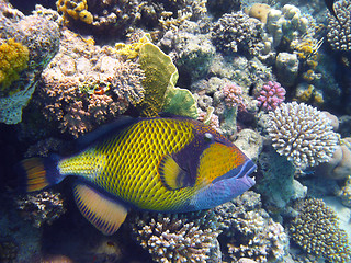 Image showing Titan triggerfish and coral