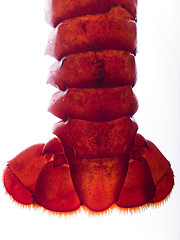 Image showing Lobster Tail - Backlit