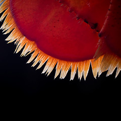 Image showing Lobstertail BAcklit