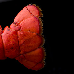 Image showing Lobster