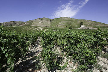 Image showing Rhone