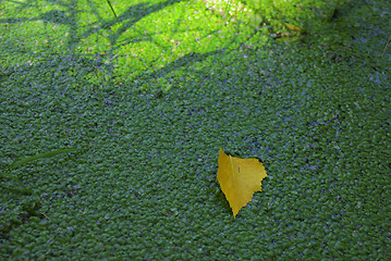 Image showing Green carpet