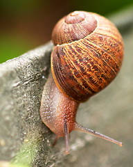 Image showing Snail