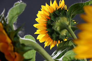 Image showing Sunflower in studio 5