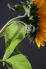 Image showing Sunflower in studio 3