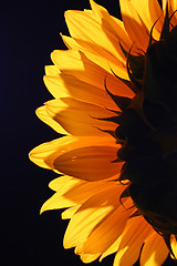 Image showing Sunflower in studio 4