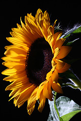 Image showing Sunflower in studio 1