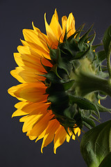 Image showing Sunflower in studio 2