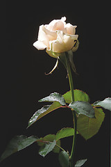 Image showing Cream-color rose on the dark background