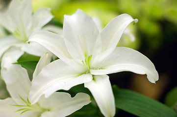 Image showing Beautiful lilly