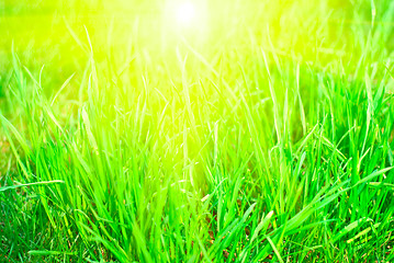 Image showing Green grass sunset