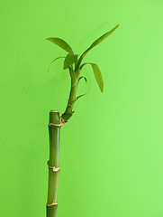 Image showing Bamboo 