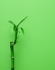 Image showing Bamboo plant