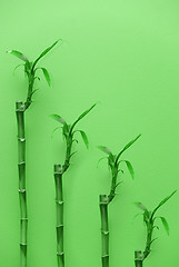 Image showing Bamboo plants