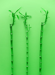 Image showing Bamboo plants