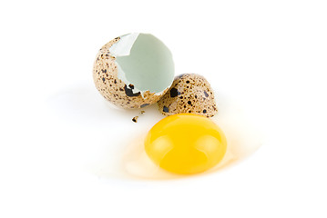 Image showing broken egg quail