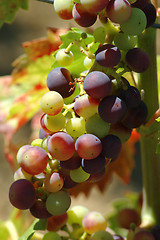 Image showing Grapes