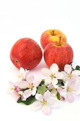 Image showing Apples and apple-tree blossoms