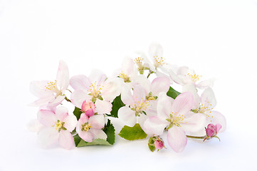 Image showing Apple blossoms