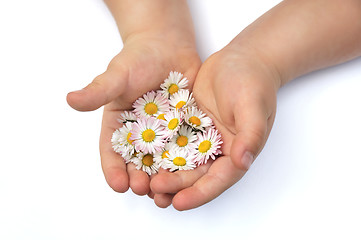 Image showing Child´s hands with Daisy