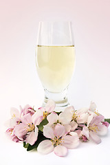 Image showing Cider and apple blossoms