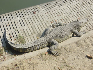 Image showing Crocodile Farm in Bangkok