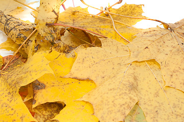 Image showing Maple leaves