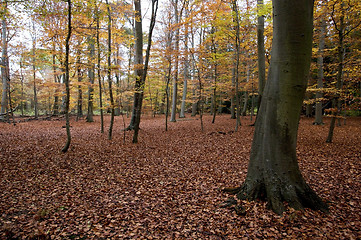 Image showing Autumn forrest