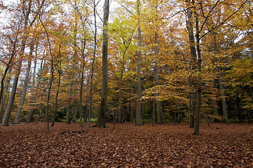 Image showing Autumn forrest