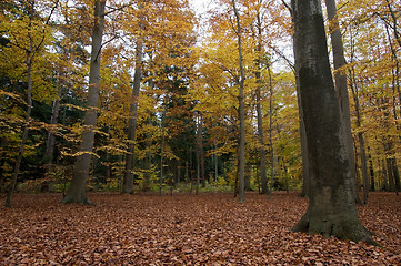 Image showing Autumn forrest