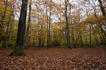 Image showing Autumn forrest