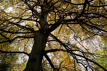 Image showing Autumn tree